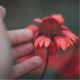 a person touching a flower after ketamine therapy